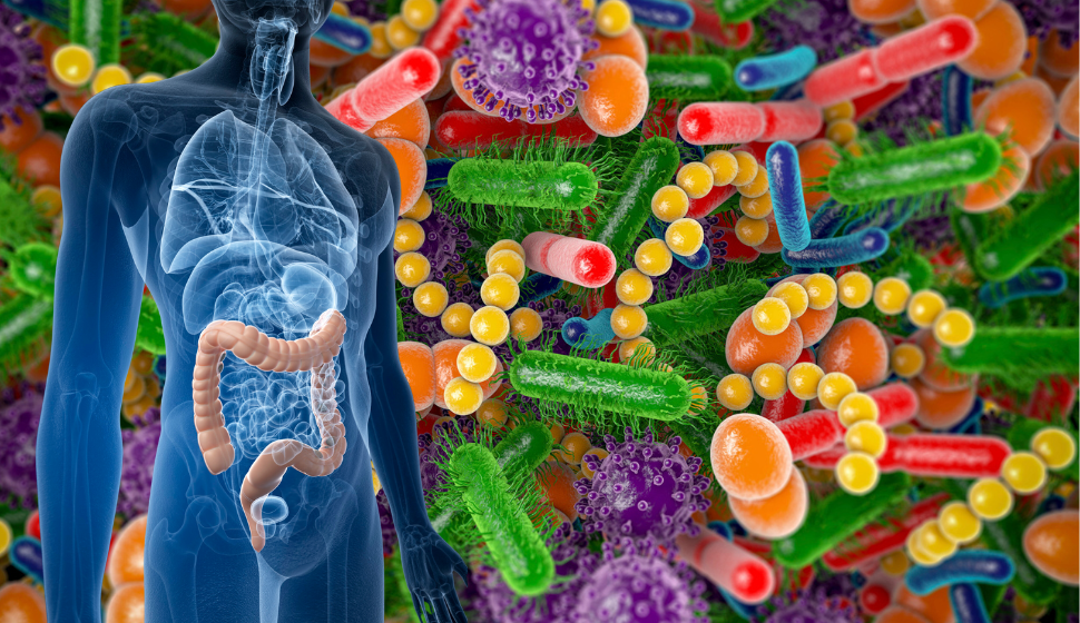 gut microbiome